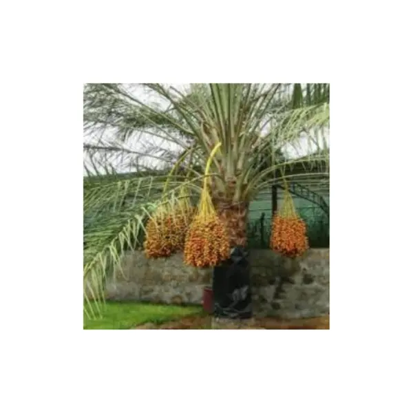 İki yaşındaki doku kültürü tarih palmiye fideleri eski yaprak üsleri ve beş metre uzunluğunda taç palmiye fideleri sonlandırır