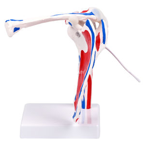 Modelo de Articulación de <span class=keywords><strong>Hombro</strong></span> <span class=keywords><strong>Humano</strong></span> de Tamaño Real con Músculos Pintados, Modelo de Articulación de <span class=keywords><strong>Hombro</strong></span> Flexible y Desmontable, Anatomía del <span class=keywords><strong>Esqueleto</strong></span> <span class=keywords><strong>Humano</strong></span> - Product Image 6