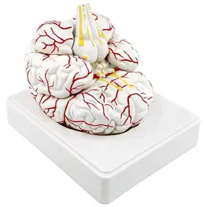 Modèle de cerveau humain anatomique en 8 parties en PVC avancé du modèle médical