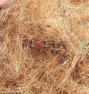 RVS kokosnootschilchips vezeldroger machine tandwielbandtechnologie palmpit schaal granaatappel voedselverwerking