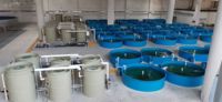 Recirculerend Aquacultuursysteem (Ras)-Apparatuur Voor Garnalen En Visteelt Binnenshuis