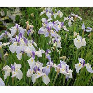 <span class=keywords><strong>Iris</strong></span> Japonés 'Komachimusume' - <span class=keywords><strong>Planta</strong></span> Acuática Adecuada para Estanques de Jardín e Invernaderos - Product Image 4