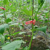 Clips de support pour plantes de jardin pour tomates, concombres, vignes 1.2 1.8 2.0 2.4 2.5 cm