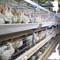 Cages en batterie pour poulets de chair, 3/4 niveaux, pour l'élevage avicole, capacité 20000 oiseaux, conception WIN directe usine