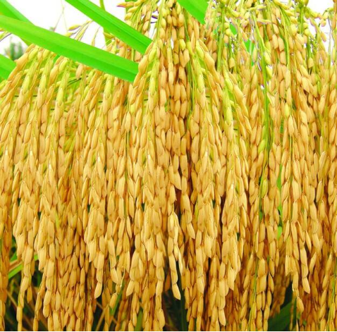 rice bran ferulic acid