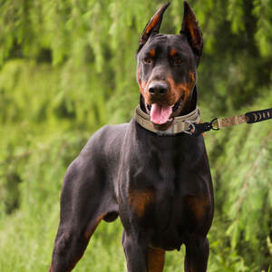 Collar para Mascotas con Logotipo Personalizado al por Mayor con Hebilla de Metal, Collar de Entrenamiento para Perros Medianos y Grandes, Collar Táctico de Alta Resistencia para Perro - Product Image 6