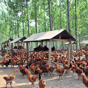 Multivitamin Multimineral Supplement A, B, D, E <strong>Feed</strong> Additive Poultry <strong>Feed</strong> Additive - Product Image 6