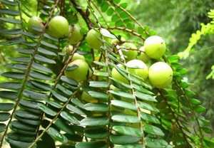 באיכות גבוהה 100% תרסיס טרי פירות יבשים אבקת <span class=keywords><strong>amla</strong></span> חם מכירת אבקת אמלה/אמלה פירות אבקת במחיר זול - Product Image 2