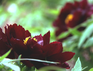 Extracto de peonía de extracto negro <span class=keywords><strong>Moutan</strong></span> de Paeonol - Product Image 5