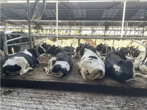 Cabine vache zone de confort lit couché matelas de bétail en caoutchouc avec <span class=keywords><strong>coussin</strong></span> en mousse - Product Image 5