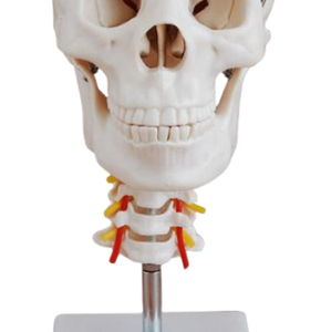 Cráneo de Enseñanza Médica de PVC ADA con columna cervical y modelo anatómico cerebral de 8 partes para el aprendizaje de estudiantes - Product Image 3