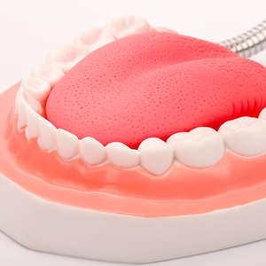 Modèle dentaire 6X agrandi avec langue, modèle de typodont dentaire pour l'enseignement médical, pour les écoles, les hôpitaux et la démonstration aux patients - Product Image 5