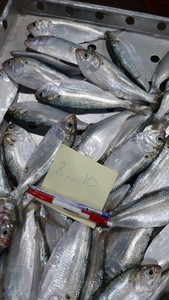 سمك Hilsa مجمد/حلاقة منقطة/رماد/بونيتو رخيصة الثمن