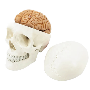 Modelo Anatómico de Cabeza Humana 3D en PVC Ecológico, Diseño Profesional para Escuelas de Medicina - Product Image 1