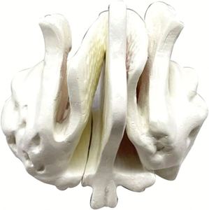 Kyrenmed đầu sọ sàng xương khuếch đại mô hình con người khuếch đại <span class=keywords><strong>ethmoid</strong></span> mô hình xương 4X Độ phóng đại - Product Image 1