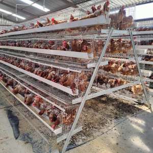 Jaula de granja avícola de <span class=keywords><strong>pollo</strong></span> de varios niveles con capacidad de 20000 capas de alta calidad nueva - Product Image 1