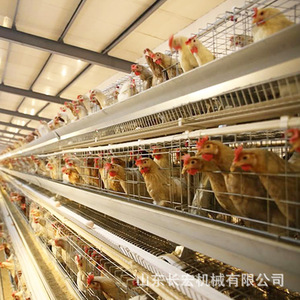 Cage à poulets multi-niveaux en acier galvanisé de type H, équipement agricole de Shandong Changhong Machinery - Product Image 2