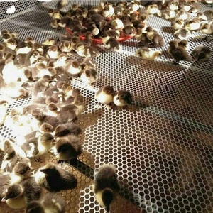 PE HDPE hoa sử dụng ép đùn nhựa phẳng <span class=keywords><strong>Net</strong></span> - Product Image 5