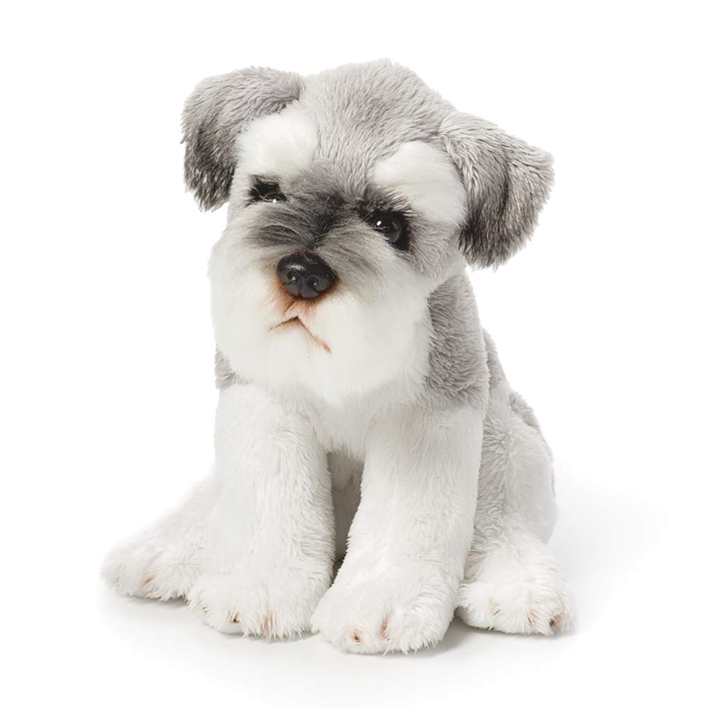 Schnauzer Puppy Miniature Schnauzer Teddy Schnauzer Puppy