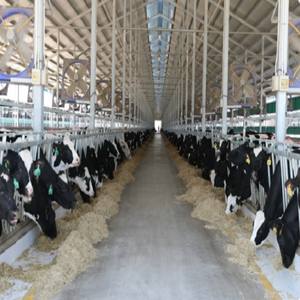 Construcción de Naves Agrícolas Prefabricadas de Acero a Bajo Costo: Establos para Vacas, Ovejas, Ganado Lechero, Cabras, Aves de Corral y Cerdos - Product Image 3