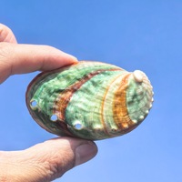 15 coquilles d'ormeau grandes de 2''-3'' en gros, couleur sauge, coquilles d'ormeau brûlées