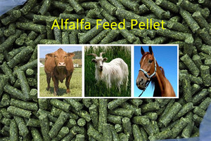 Macchina per <span class=keywords><strong>Pellet</strong></span> di Legno/Pallet per Uso Industriale di Piccole Dimensioni per Stufe a Combustione, Impianto con Matrice ad Anello per <span class=keywords><strong>Pellet</strong></span> di Biomassa - Product Image 3