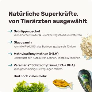 Kalça ve eklem bakım hareketliliği ve ağrı kesici için glukozamin kondroitin MSM ile köpek eklem destek tozu - Product Image 3