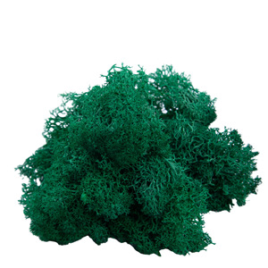 AYOYO Last 5 Years Wall Design <strong>Moss</strong> Wall Real Natural Stabilized <strong>Moss</strong> Preserved <strong>Bun</strong> Pole <strong>Moss</strong> - Product Image 4