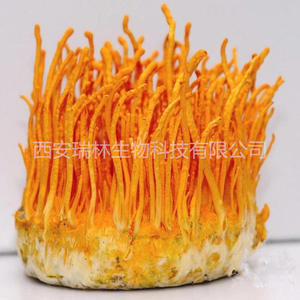 Extracto chino <span class=keywords><strong>de</strong></span> hongo <span class=keywords><strong>de</strong></span> oruga Cordyceps Extracto <span class=keywords><strong>de</strong></span> Cordyceps Sinensis en polvo - Product Image 3