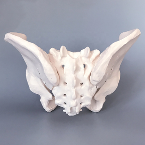 医学教育用解剖模型 プラスチック製 実物大 人間骨盤 大人女性骨盤模型 - Product Image 2