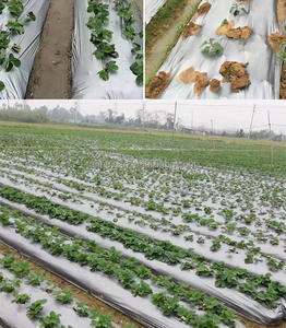 Rouleaux de paillis en plastique PE pour légumes Film de <span class=keywords><strong>paillage</strong></span> en plastique agricole noir argenté - Product Image 5