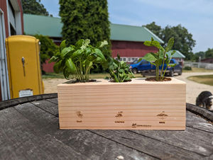 Kit de plantes de démarrage de jardin d'herbes classiques uniques pour enfants Pots de bricolage comprenant de la <span class=keywords><strong>terre</strong></span> pour la coriandre de <span class=keywords><strong>basilic</strong></span> pour la cuisine à domicile et le bureau - Product Image 5