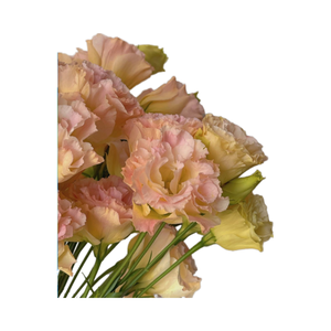 Flores cortadas frescas de <span class=keywords><strong>Campanula</strong></span> de color champán al por mayor - Product Image 5