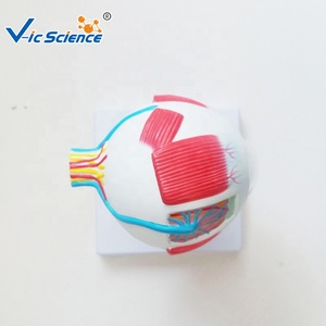 Modèle d'œil anatomiquement agrandi <span class=keywords><strong>pour</strong></span> la recherche et l'étude en sciences médicales - Product Image 3