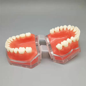 Studio di insegnamento del dente rimovibile estrazione denti dentali modello odontoiatria pratica formazione studio Typodont modelli dentista - Product Image 4