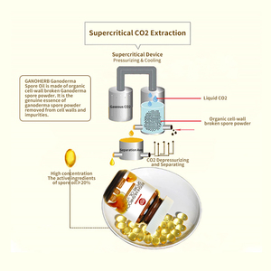 Ganoherb lucidum <span class=keywords><strong>Ganoderma</strong></span> <span class=keywords><strong>100</strong></span>% hữu cơ linh chi Nấm bào tử dầu Softgel triterpene 20% - Product Image 2