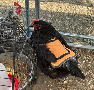 Gilet de protection personnalisé pour poules, protège-plumes pour volailles de petite, moyenne et grande taille - Product Image 3