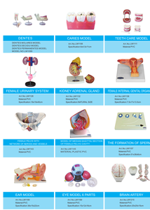 <span class=keywords><strong>DNA</strong></span> 모델 1 부품 LM2032 교육용 모델 - Product Image 4