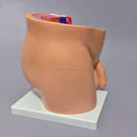 Modèle d'anatomie de la section du bassin masculin Modèle anatomique du système reproducteur masculin (1 partie)