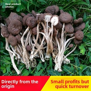 <span class=keywords><strong>Champignons</strong></span> d'Arbre à Thé Séchés Sans Racines de Qualité Supérieure - Agrocybe Aegerita à Capuchon Fermé Sans Racines - Product Image 4