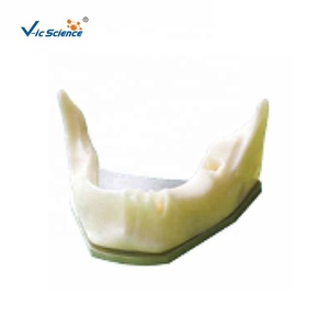 Modelo de hueso de mandíbula inferior de mandíbula anatómica Dental con dientes de mandíbula inferior de goma edéntulo <span class=keywords><strong>para</strong></span> estudio de práctica Dental - Product Image 1