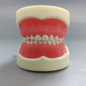 Modèle pédiatrique dentaire professionnel de résine pour la science médicale et l'installation et la formation de mannequin - Product Image 1