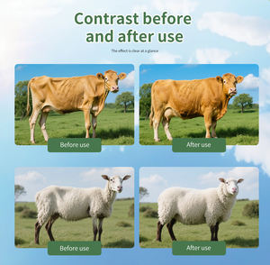 אדום גידול כבשים גידול בקר גידול בקר מזון עבור בעלי חיים משמין עלייה במשקל לשפר את איכות בשר ויטמין פרחת אבקת פרחת - Product Image 4