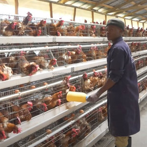 Bon prix Cages pour poulets à 10000 couches conception de ferme un type <span class=keywords><strong>cage</strong></span> poulailler batterie de volailles poules pondeuses à vendre - Product Image 6