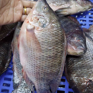 Tilapia Negra Entera Congelada IQF, Precio al por Mayor de China, Proveedor de la Marca OPTIMUM para Exportación - Product Image 4