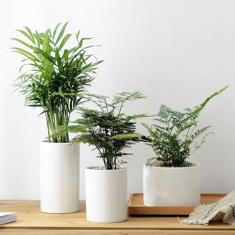 Weiße Keramik Blumentopf Office Desktop grüne Pflanze Topfpflanzen