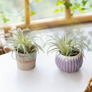 Bromelia suculenta artificial, pequeñas plantas <span class=keywords><strong>en</strong></span> maceta para decoración de oficina, escritorio, 2 unidades - Product Image 3