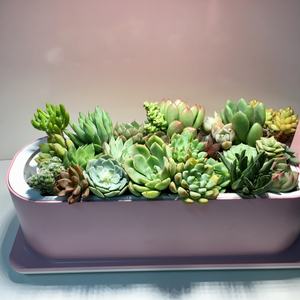 Kit de Jardín de Hierbas de Interior, Mini Maceta Inteligente para Plantas - Product Image 5