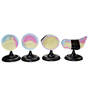 Mô hình quá trình tăng trưởng và phát triển mô hình phôi ếch mô hình sinh học Trường Trung Học Cơ Sở sciedu - Product Image 4