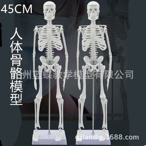 Modèle de squelette humain de 45 cm, modèle de colonne vertébrale humaine, modèle de vertèbres, modèle d'échantillon de crâne de squelette - Product Image 1
